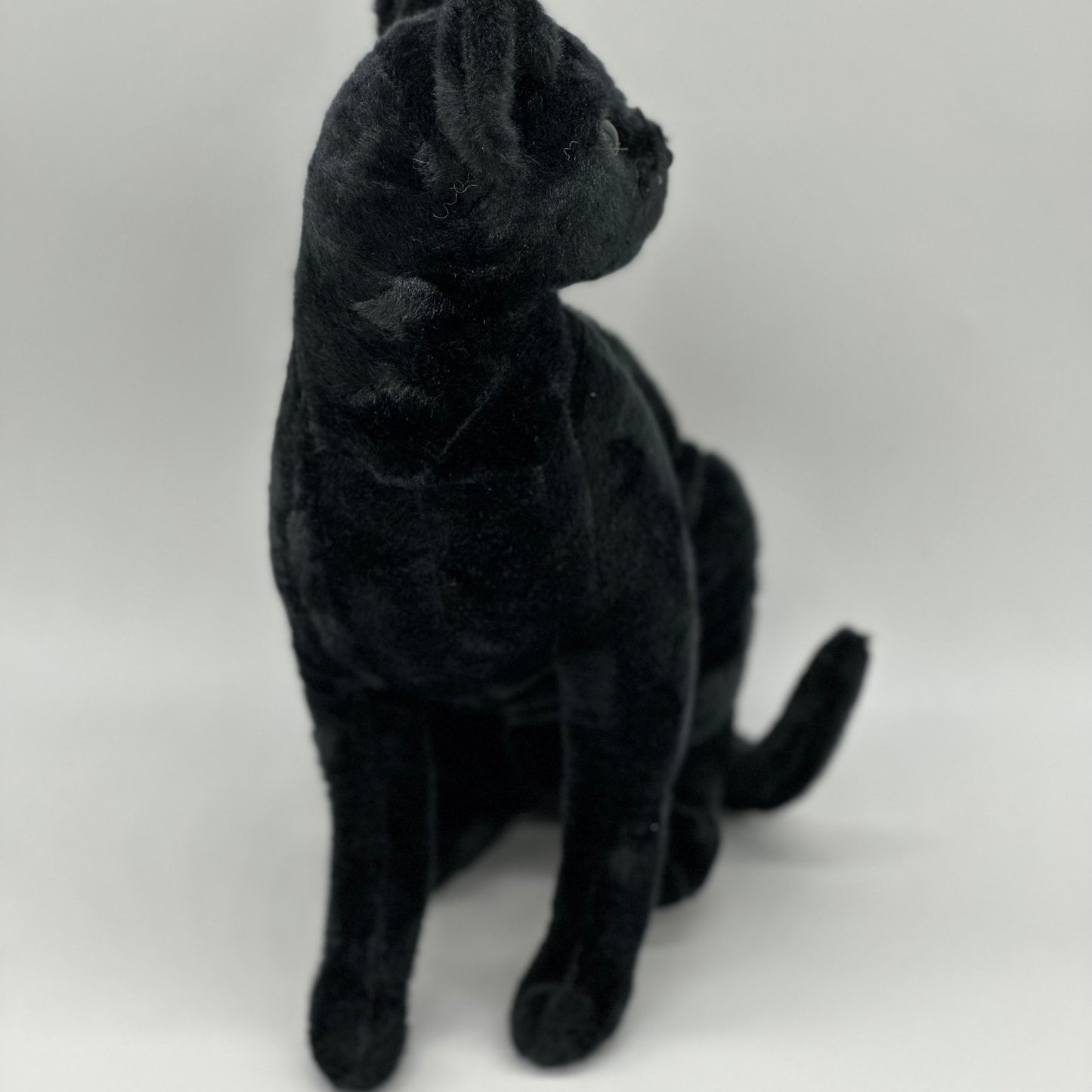 Boone The Black Cat